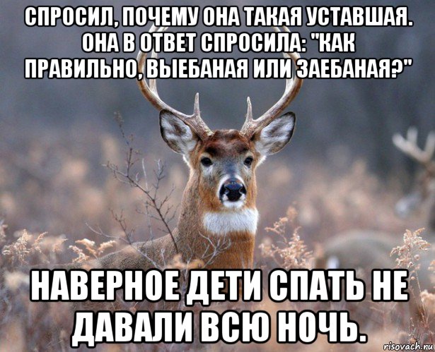 спросил, почему она такая уставшая. она в ответ спросила: "как правильно, выебаная или заебаная?" наверное дети спать не давали всю ночь., Мем   Наивный олень