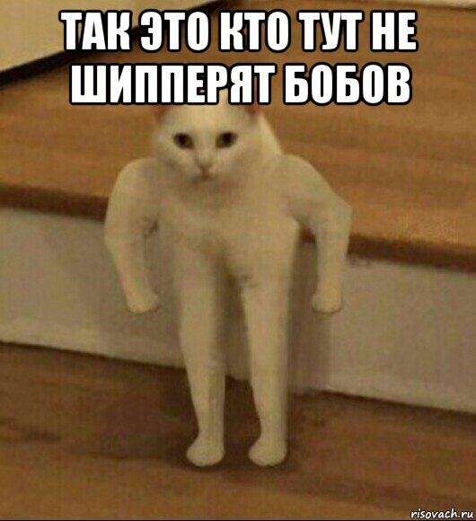 так это кто тут не шипперят бобов , Мем  Полукот