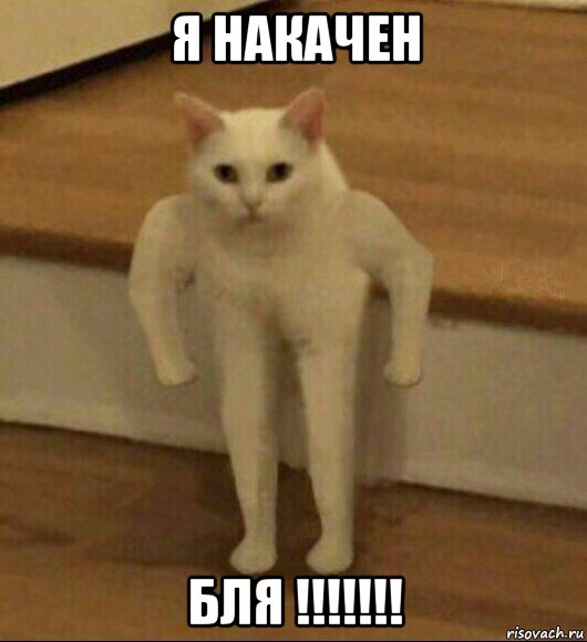 я накачен бля !!!!!!!, Мем  Полукот