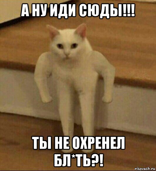 а ну иди сюды!!! ты не охренел бл*ть?!, Мем  Полукот