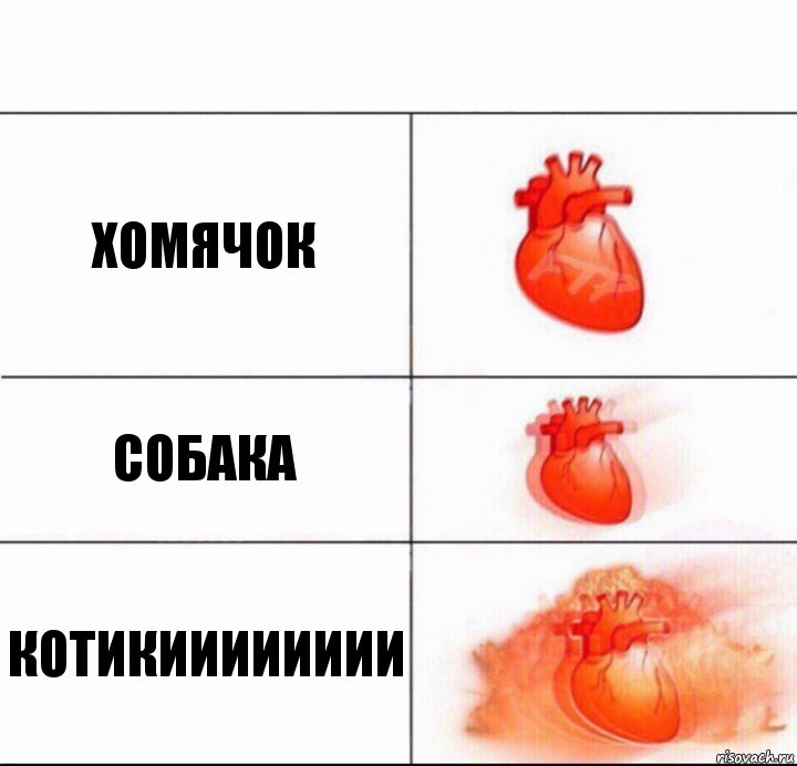 хомячок собака КОТИКИИИИИИИИ