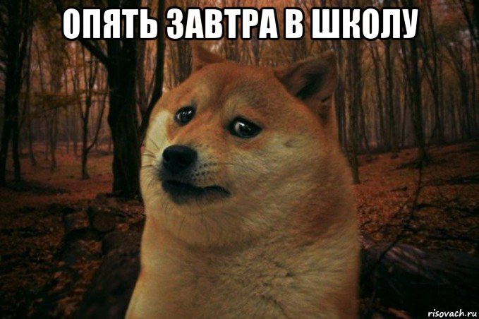 опять завтра в школу , Мем SAD DOGE