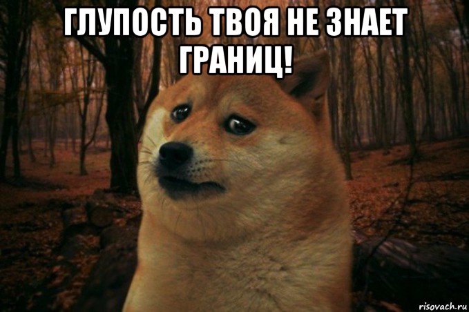 глупость твоя не знает границ! , Мем SAD DOGE