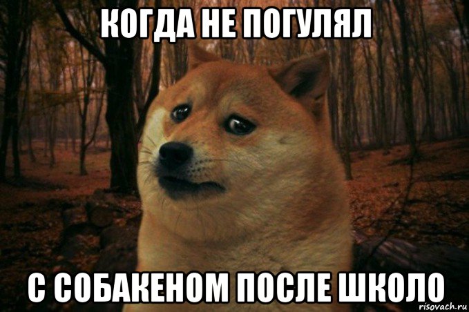 когда не погулял с собакеном после школо, Мем SAD DOGE