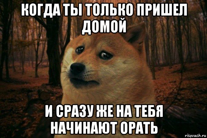 когда ты только пришел домой и сразу же на тебя начинают орать, Мем SAD DOGE