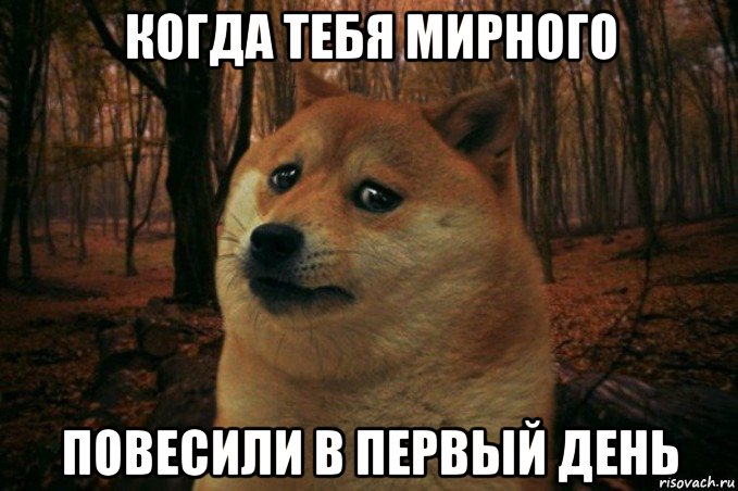 когда тебя мирного повесили в первый день, Мем SAD DOGE