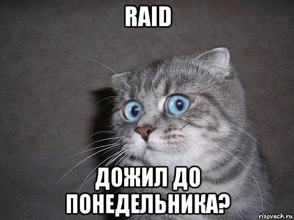 raid дожил до понедельника?, Мем  удивлённый кот