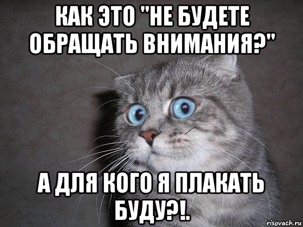 как это "не будете обращать внимания?" а для кого я плакать буду?!., Мем  удивлённый кот