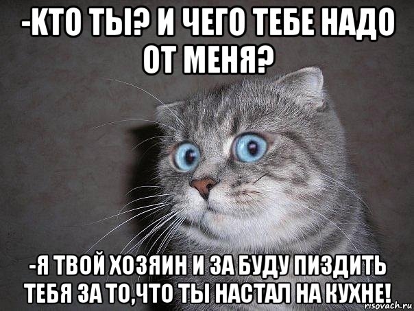 -kто ты? и чего тебе надо от меня? -я твой хозяин и за буду пиздить тебя за то,что ты настал на кухне!, Мем  удивлённый кот