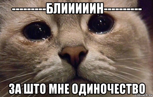 ---------блииииин---------- за што мне одиночество, Мем   В мире грустит один котик