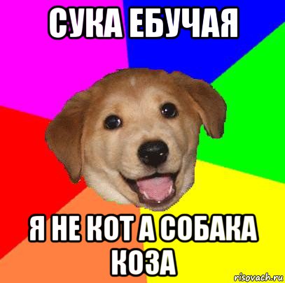 сука ебучая я не кот а собака коза, Мем Advice Dog