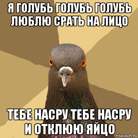 я голубь голубь голубь люблю срать на лицо тебе насру тебе насру и отклюю яйцо, Мем голубь