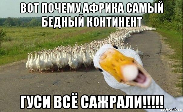 вот почему африка самый бедный континент гуси всё сажрали!!!!!