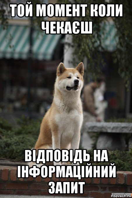 той момент коли чекаєш відповідь на інформаційний запит, Мем Хатико