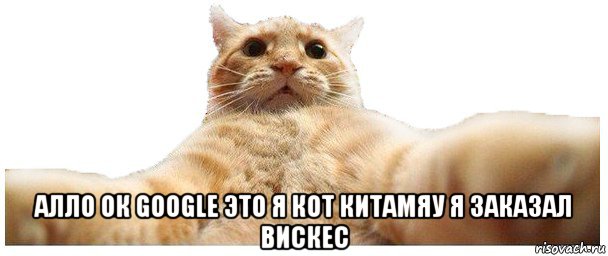  алло ок google это я кот китамяу я заказал вискес