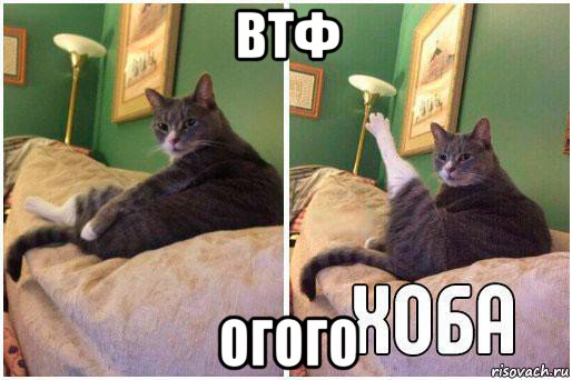 втф огого, Комикс Кот Хоба