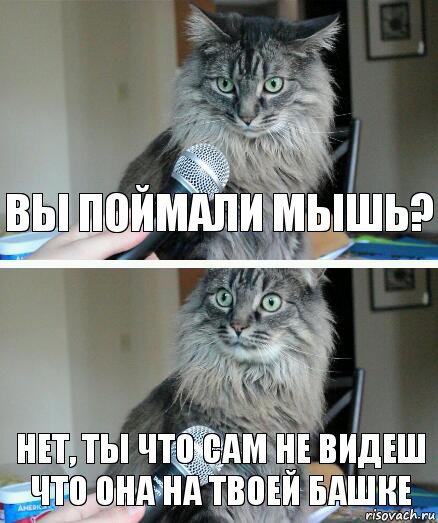 Вы поймали мышь? Нет, ты что сам не видеш что она на твоей башке, Комикс  кот с микрофоном