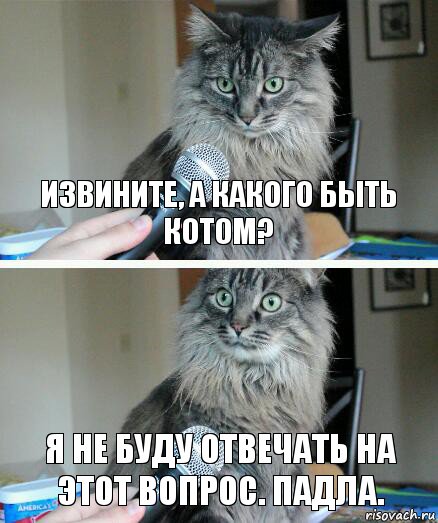 Извините, а какого быть котом? Я не буду отвечать на этот вопрос. Падла., Комикс  кот с микрофоном