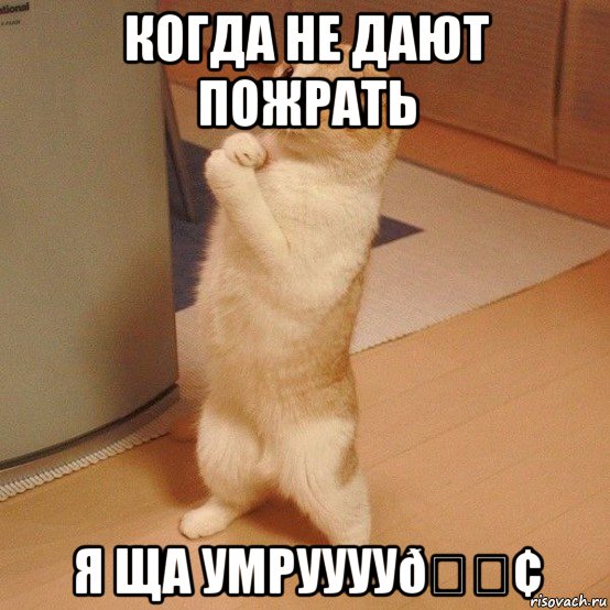 Мем  котэ молится