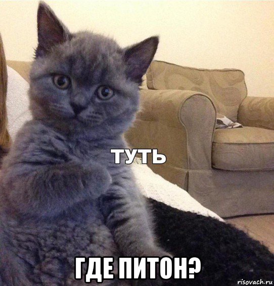  где питон?, Мем Котик - Туть