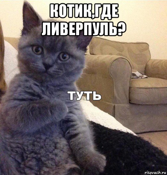 котик,где ливерпуль? , Мем Котик - Туть