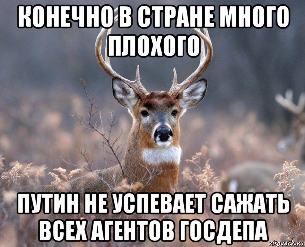 конечно в стране много плохого путин не успевает сажать всех агентов госдепа, Мем   Наивный олень