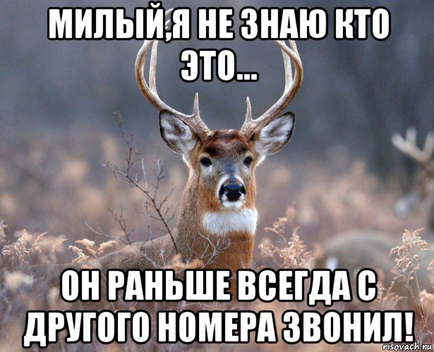 милый,я не знаю кто это... он раньше всегда с другого номера звонил!, Мем   Наивный олень