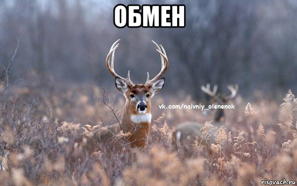 обмен , Мем  Наивный Олененок