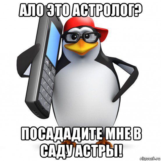 ало это астролог? посададите мне в саду астры!, Мем   Пингвин звонит