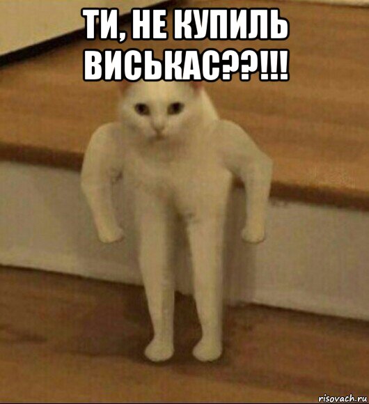 ти, не купиль виськас??!!! , Мем  Полукот