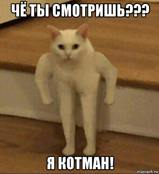 чё ты смотришь??? я котман!, Мем  Полукот