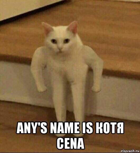  any's name is котя cena, Мем  Полукот