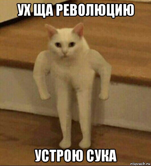 ух ща революцию устрою сука, Мем  Полукот