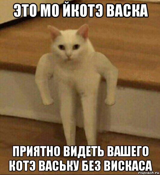 это мо йкотэ васка приятно видеть вашего котэ ваську без вискаса, Мем  Полукот