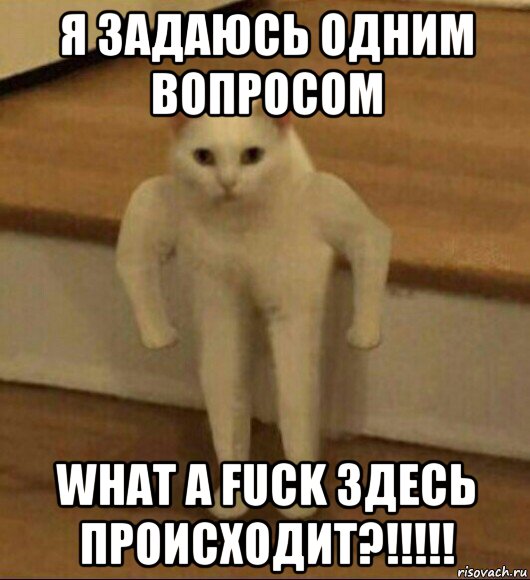 я задаюсь одним вопросом what a fuck здесь происходит?!!!!!, Мем  Полукот