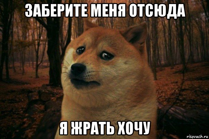 заберите меня отсюда я жрать хочу, Мем SAD DOGE