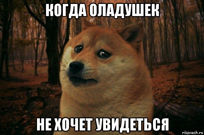 когда оладушек не хочет увидеться, Мем SAD DOGE