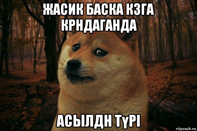 жасик баска кзга крндаганда асылдн түрі, Мем SAD DOGE