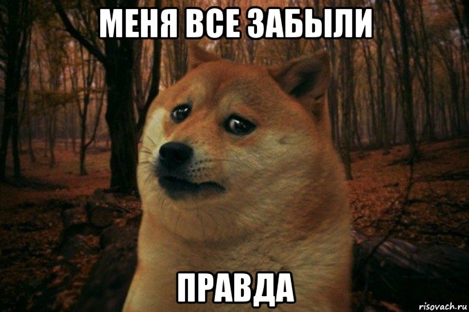 меня все забыли правда, Мем SAD DOGE