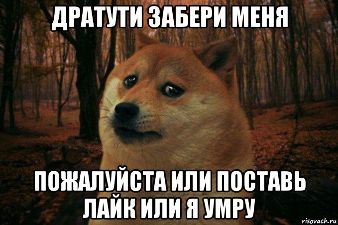 дратути забери меня пожалуйста или поставь лайк или я умру, Мем SAD DOGE