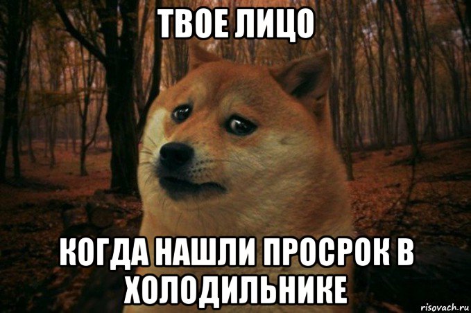 твое лицо когда нашли просрок в холодильнике, Мем SAD DOGE