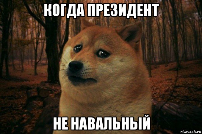 когда президент не навальный, Мем SAD DOGE