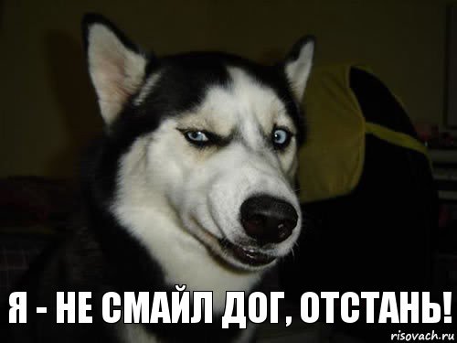 я - не смайл дог, отстань!