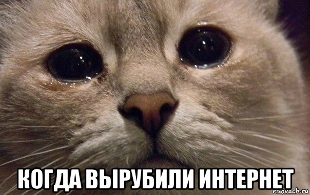  когда вырубили интернет, Мем   В мире грустит один котик