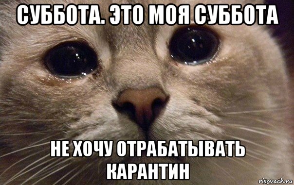 суббота. это моя суббота не хочу отрабатывать карантин, Мем   В мире грустит один котик