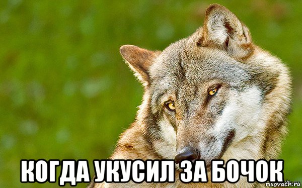  когда укусил за бочок, Мем   Volf