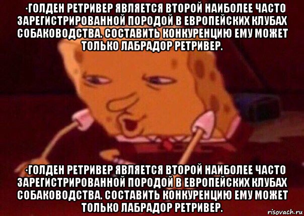 · голден ретривер является второй наиболее часто зарегистрированной породой в европейских клубах собаководства. составить конкуренцию ему может только лабрадор ретривер. · голден ретривер является второй наиболее часто зарегистрированной породой в европейских клубах собаководства. составить конкуренцию ему может только лабрадор ретривер., Мем    Bettingmemes