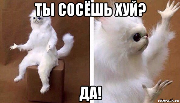 ты сосёшь хуй? да!, Мем Чучело кота