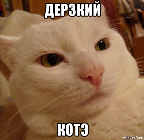 дерзкий котэ