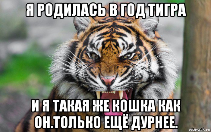 я родилась в год тигра и я такая же кошка как он.только ещё дурнее., Мем ДЕРЗКИЙ ТИГР